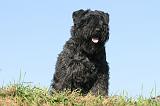 BOUVIER DES FLANDRES 063